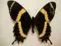Papilio garamas Aberration (Internet Image property of respective owner, non-commercial use only)